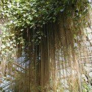 Tanaman hias bunga merambat garlic vine: Jual Benih Bibit Tanaman Merambat Terbaru Bibit Online