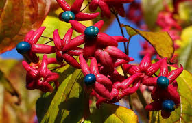 Image result for Clerodendrum buchneri