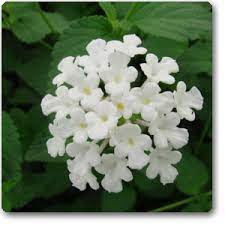 Buy Search Online At Nurserylive Largest Plant Nursery In India Lantana Plant Lantana Plants