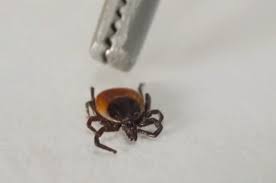 Первый в 2025 году укус клеща зарегистрировали в Псковской области | АиФ  Псков