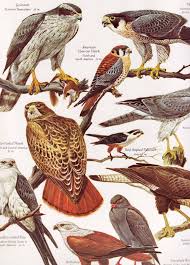 Birds Of South Africa Identification The Giant Golden Book Of Birds Birds Beautiful Birds Birds Of Prey