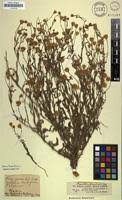 Image result for Pegolettia senegalensis