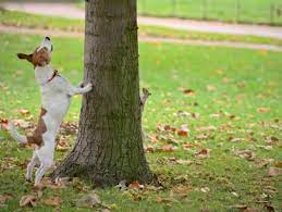 How to get squirrels in your garden. Keep Squirrels Out Of Your Garden Hgtv