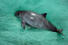 The rapidly declining vaquita population. Near Extinct Vaquita Gets Another Lifeline From The Courts Nrdc