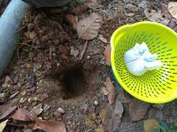 Nantj sampai kat rumah belajar dngn daddy cara nak bersihkan uri dna tanam uri. Placento Servis Basuh Tanam Uri Bayi No 1 Di Lembah Klang