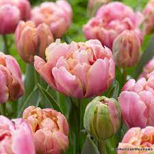 Pink Star Double Late Tulip Bulb Flowers Tulips Tulip Bulbs