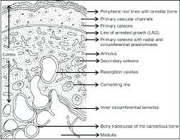 The talus is an important bone of the ankle joint that is located between the calcaneus (heel bone) and the fibula and tibia in the lower leg. Schematic Representation Of A Transverse Section Of A Long Bone Download Scientific Diagram