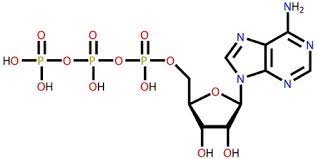 We did not find results for: Strukturformel Von Adenosintriphosphat Atp Auf Einem Weissen Hintergrund Lizenzfrei Nutzbare Vektorgrafiken Clip Arts Illustrationen Image 12416296
