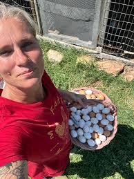 Looking for 4 dozen hatching eggs