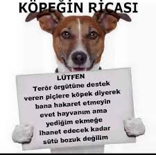 Lutfen Teror Orgutune Destek Veren Piclere Kopek Diyerek Bana Hakaret Etmeyin Pozitif Dusunceler Guzel Soz Alayci Sozler