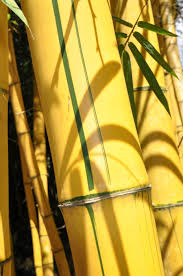 Image result for Bambusa vulgaris