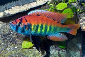 How To Breed Convict Cichlids Ciclideos Africanos Aquario De Ciclideos Peixes Tropicais