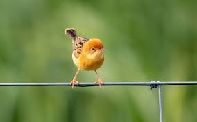 A survey of the 27 orders and 155 families of birds. Top 10 Smallest Birds In The World My Petz Care