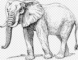 Maybe you would like to learn more about one of these? Gajah Asia Gambar Gajah Afrika Gambar Gajah Mamalia Kucing Seperti Mamalia Hewan Png Pngwing