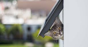A low battery in your adt motion detector can trigger false alarms if the power goes out. The Best Home Security System For Pet Owners Your Home Study