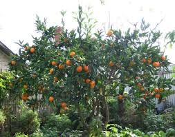 If you don't, you are missing out on a lot of delicious treats your family could enjoy year after year. Green Thumb Backyard Fruit Trees