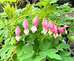 Does your flower resemble this? Pink Bleeding Heart Plant Budding Section Of Bare Root Dicentra Spectablis Free Uk Postage Amazon Co Uk Garden Outdoors