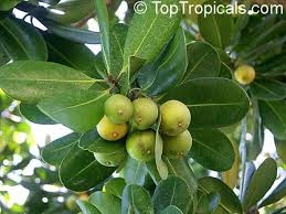 Image result for Manilkara obovata