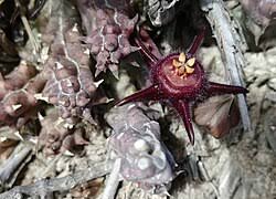 Image result for Duvalia polita