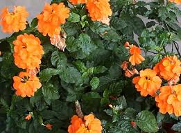 Image result for Crossandra