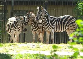 Zebra Photo File Rostock Zoo Zebra 2007 Jpg Wikimedia Commons Zebras Zebra Zoo