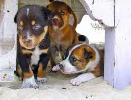 When Do Puppies Eyes Open The Dog People By Rover Com