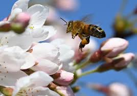 Check spelling or type a new query. Spring Blooms With Flowers All Around The World Daily Sabah