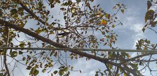 Image result for Croton macrostachyus