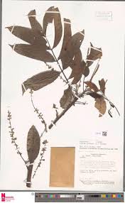Image result for Otiophora pycnostachys