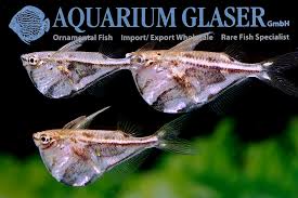 Image result for Striga hallaei