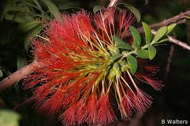 Image result for Melaleuca hypericifolia