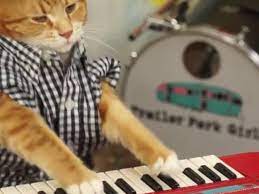 See Talented Feline Carry On Keyboard Cat S Legacy Cats Cool Cats Feline