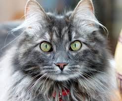 We did not find results for: Maine Coon Cats Gentle Giants Down East Magazine