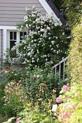 Herrliche, öfterblühende ramblerrose mit perennial blush. 10 Rose Perennial Blush Ideen Mehrjahrige Pflanzen Kleine Weisse Bluten Rosen Tantau