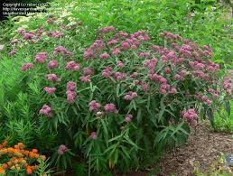 Florida Native Butterfly Nectar And Host Plant Monarch Asclepias Incarnata Pink Swamp Milkweed Milkweed Garden Swamp Milkweed Milkweed Plant