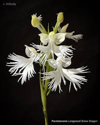 Image result for Habenaria dregeana