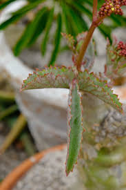 Image result for Cyphostemma zombense