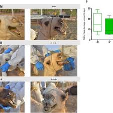Check out our list for saying camel in different languages. Pdf Humoral Immunogenicity And Efficacy Of A Single Dose Of Chadox1 Mers Vaccine Candidate In Dromedary Camels