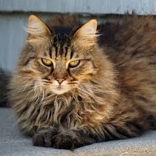 Long haired breed of cat that has a short round face with a wide head. Domestic Long Hair Cat Breed Facts Traits Health Vets Choice Vets Choice
