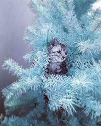 fancy christmastreedecoration 2019 bluetree 貓痴 奴才 貓奴 喵星人 貓主子 美國短毛 貓 美短 americanshorthair cats cutecats ねこ g lion sculpture animals art
