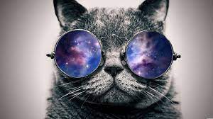 508 Resource Limit Is Reached Hipster Cat Cat Wallpaper Cool Cats