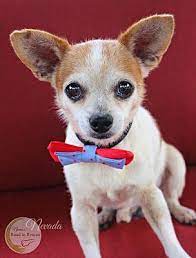 Benton La Chihuahua Meet Nevada A Dog For Adoption Dog Adoption Chihuahua Pet Adoption