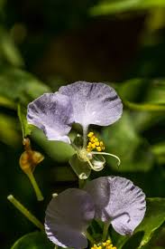 Image result for Cyphia erecta