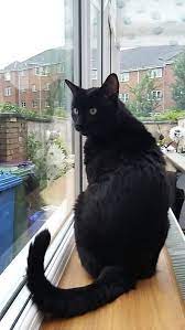 Pin Em Black Cats Are Good Luck