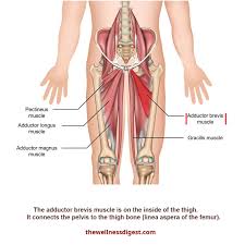 Inferior surface anatomy with underlying pelvis and labelled. Adductor Brevis Muscle Groin Thigh And Hip Pain The Wellness Digest