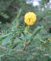 Image result for Tephrosia tanganicensis