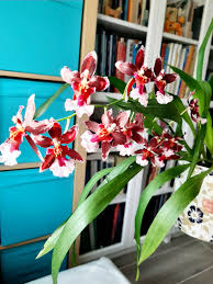 I feel like this will be an unpopular opinion. I bought 4 Phaleonpsis  recently. Zone 3A. I gave one away, I'm nursing 2 in a high humidity area (  my shower room)