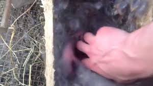 How To Take Care Of Baby Rabbits Youtube