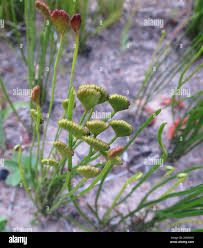 Image result for Schizaea pectinata