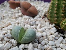 Your cactus will likely come with detailed care instructions on the label. My Split Rock Seems To Be Shriveling